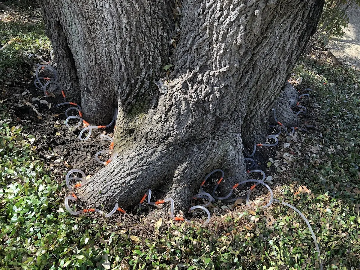 Detailed Tree Cabling and Bracing job site in Carnesville