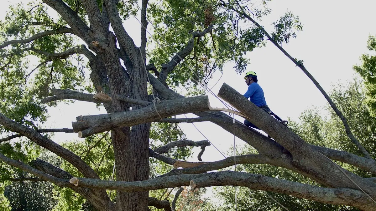 Professional Crown Thinning performed by certified arborists in Carnesville