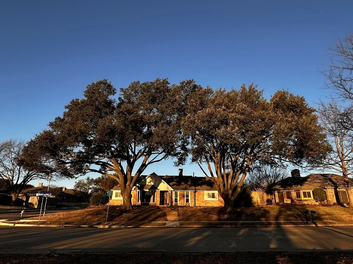 Established residential canopy tree shading a home in Carnesville